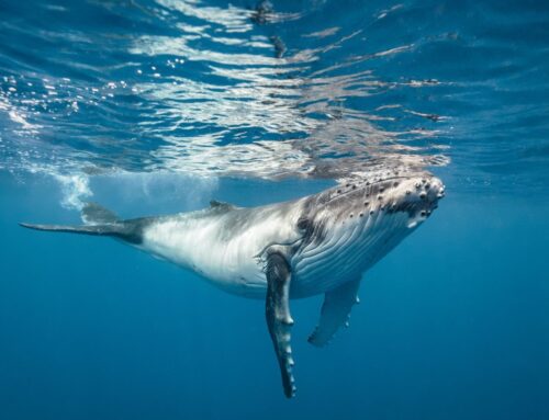 Newborn humpbacks face extreme energy demands