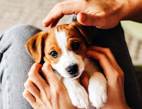 Early adversity linked to behavior problems in dogs