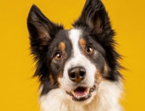 Study: Dogs can naturally learn language skills