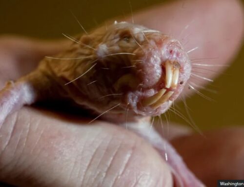 Naked mole rat DNA repair protein could aid longevity