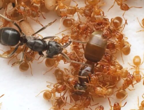 Parasitic ants use chemicals to incite worker revolt