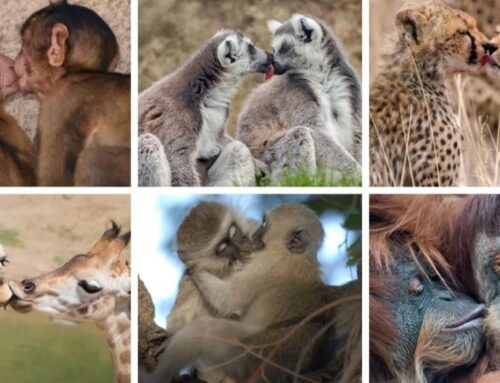 Researchers trace the roots of kissing back over 21M years