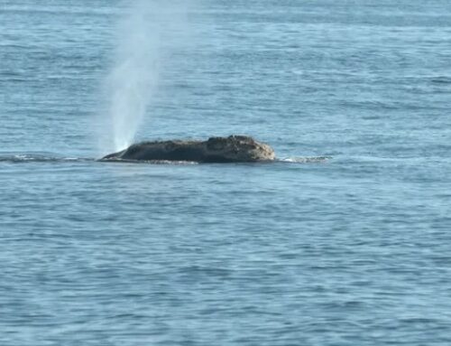 Drones help researchers study endangered whales