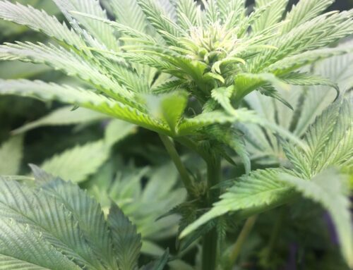 Marijuana use in adolescence may pose risks