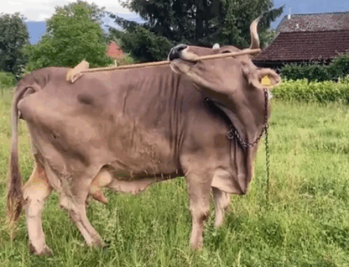 Researchers document tool use by a cow for the first time