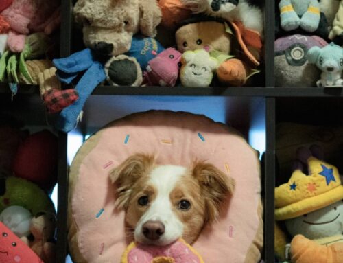 Some dogs learn words by eavesdropping