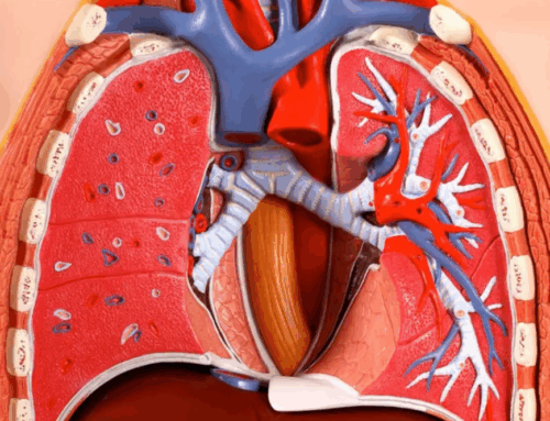 Researchers create breathing lung-on-a-chip