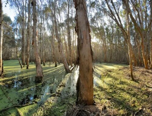 Microbes in tree bark found to consume climate gases
