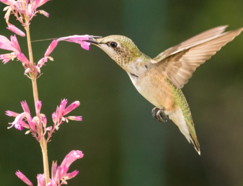 Micro-CT scans help vets treat injured hummingbirds