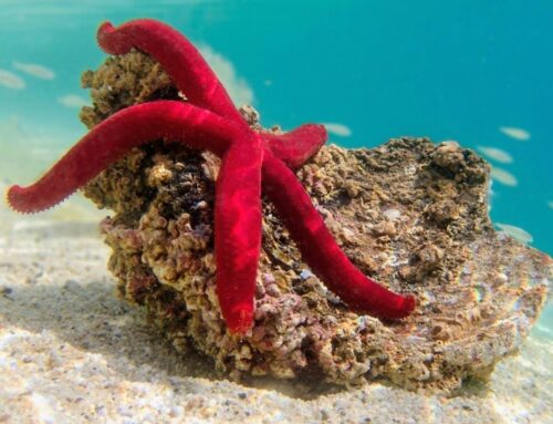 Starfish move using local actions rather than central control