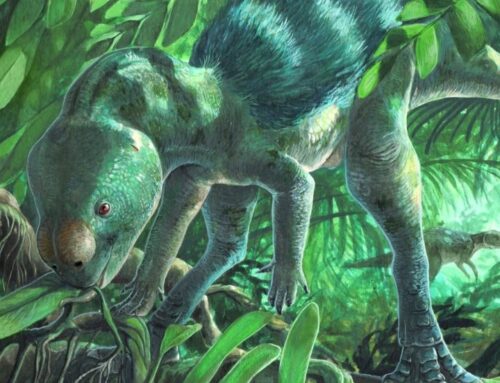 Tiny dinosaur discovery reshapes evolutionary understanding