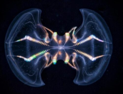 Study reveals comb jellies have complex, brain-like organ