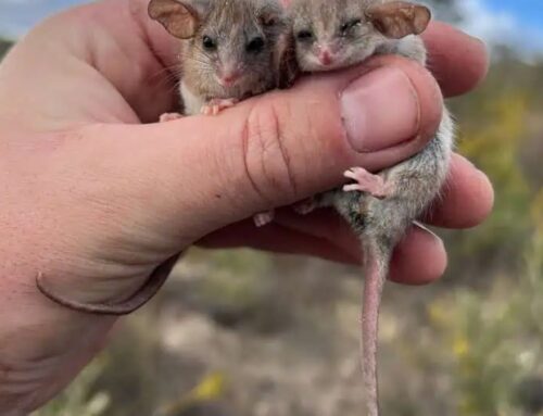 World’s smallest possum found in South Australia