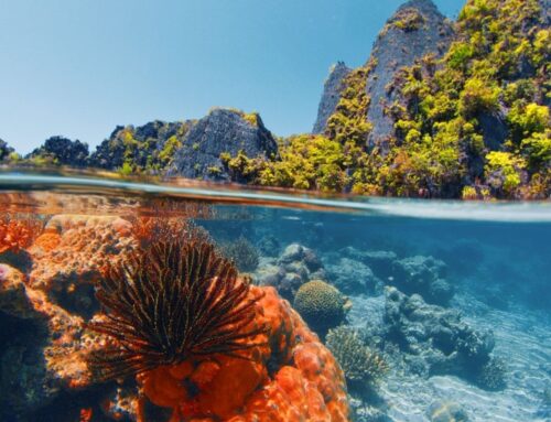 Assisted evolution for corals needs faster development