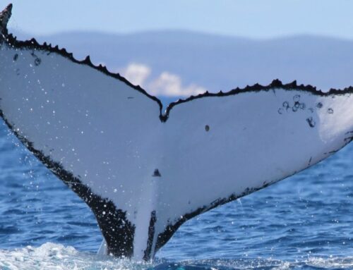 Humpback whales set record with epic journey