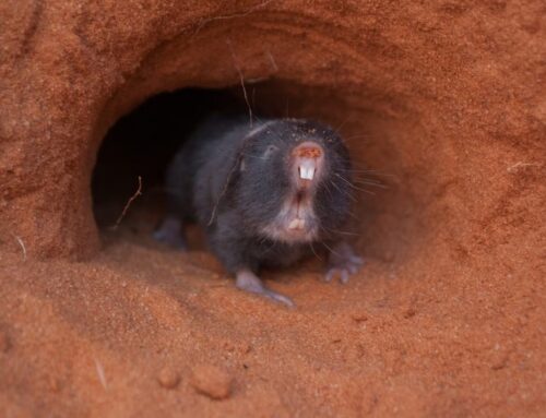 Watch a mole-rat ‘farmer’ at work in its elaborate subterranean city