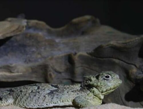Researchers create water harvester inspired by lizard skin