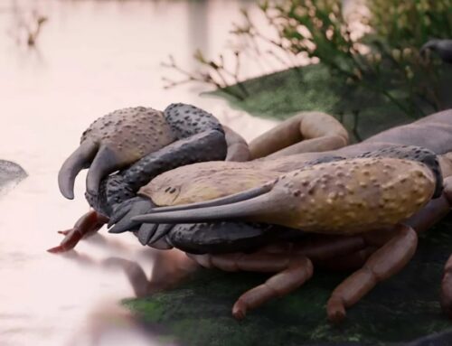 Giant prehistoric scorpion identified in fossil study