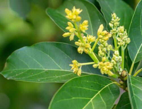 Gene discovery may speed up avocado breeding