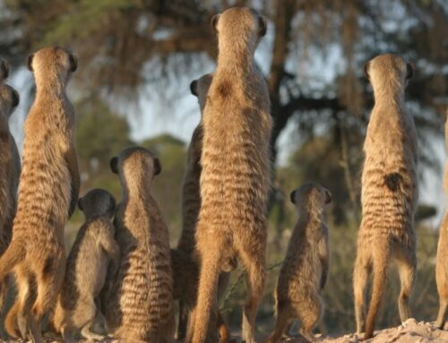 Study explores how animals prepare for intergroup conflict