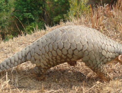 190-year-old DNA confirms new pangolin species