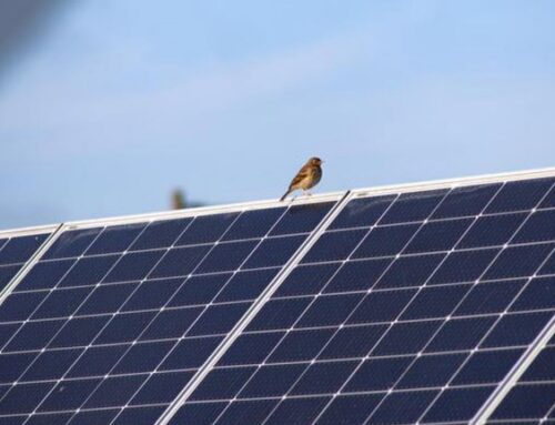 Solar panels on peatlands seen as a boon for birds